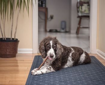 Portrait of dog sitting at home