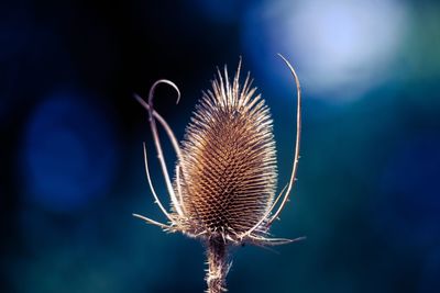 Close-up of wilted thistle