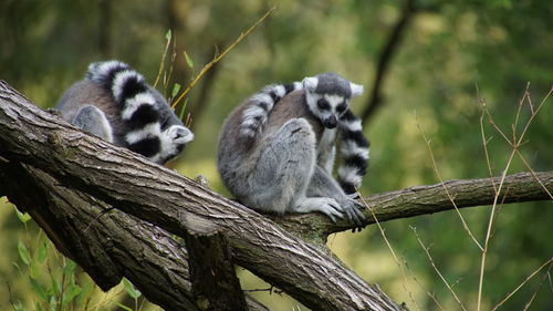 Lemur sitting on tree branch