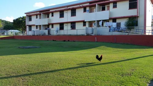 Bird on grass against sky