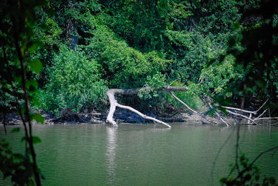 Bird on tree against plants