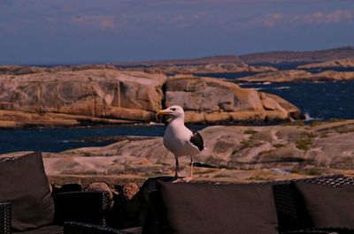 Seagull perching on shore by sea against sky