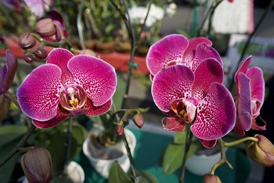 Close-up of pink orchids