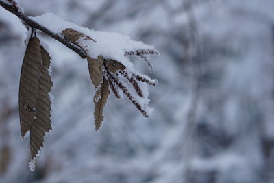 Close-up of frozen plant