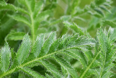 Close-up of green leaves