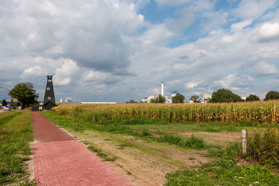 Plants growing on field by road against sky