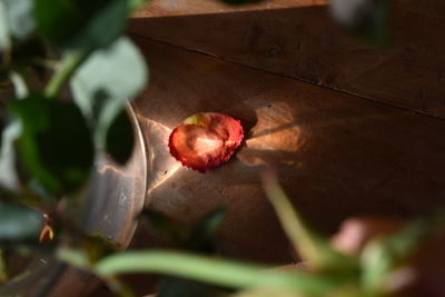 Close-up of leaves against blurred background