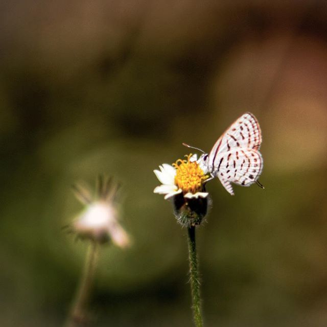 flower, insect, animals in the wild, one animal, animal themes, wildlife, fragility, focus on foreground, pollination, flower head, freshness, petal, close-up, beauty in nature, butterfly, butterfly - insect, growth, single flower, nature, symbiotic relationship