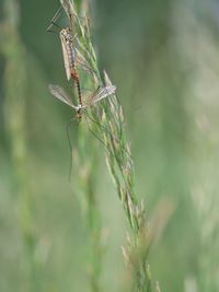 Close-up of insects on plant