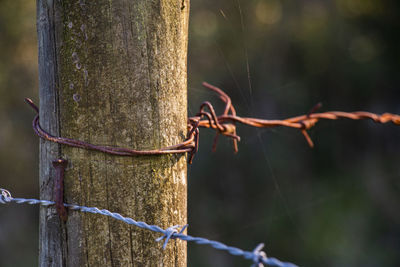 Close-up of barbed wire fence on tree trunk