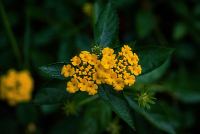 Close-up of yellow flowering plant