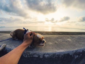 View of dog on beach against sky