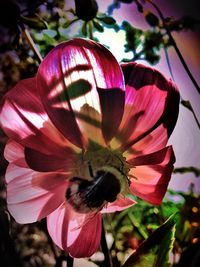 Close-up of pink flower