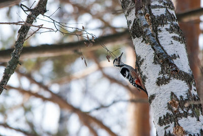 Low angle view of bird perching on tree