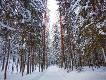 Trees in forest during winter