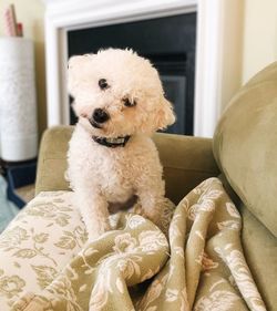 Portrait of dog sitting on carpet at home