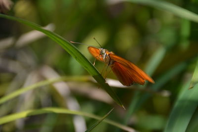 Close-up of butterfly on plant