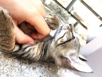 Close-up of hand holding cat