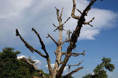 Low angle view of bare trees against sky