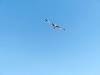 Low angle view of bird flying against clear blue sky