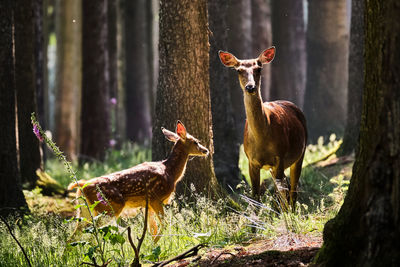 Deer in a field