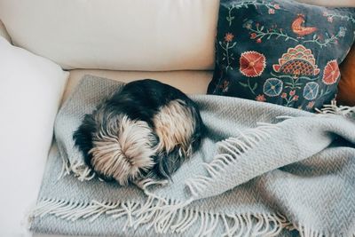 High angle view of dog sleeping on sofa at home