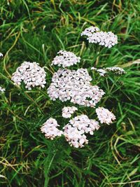 High angle view of white flowering plants on land