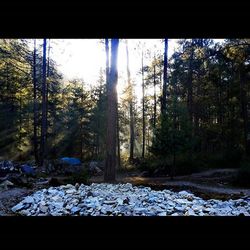 Trees in forest