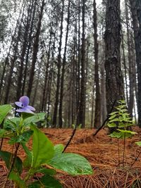 Flowering plants and trees in forest