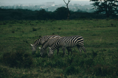 Zebras in a field