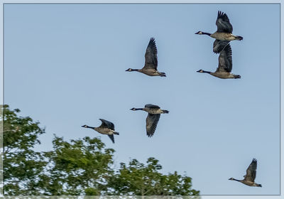 Low angle view of birds flying against clear sky