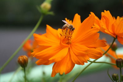 Close-up of bee pollinating on flower