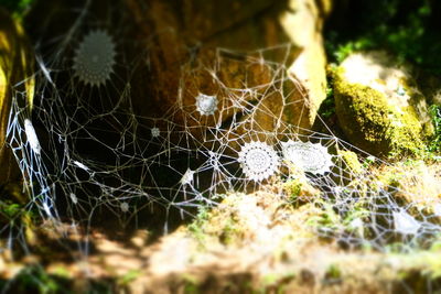 Close-up of spider web