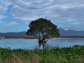 Tree by lake against sky