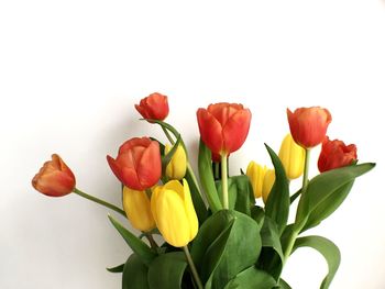 Close-up of red tulips blooming against white background