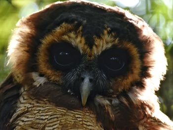 Close-up portrait of owl