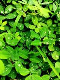 High angle view of raindrops on leaves