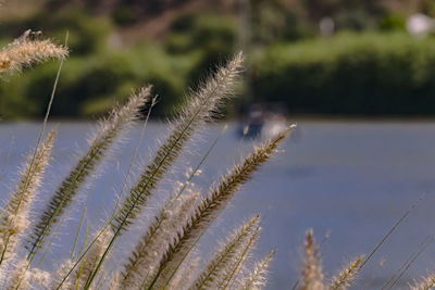 Close-up of plants growing on field