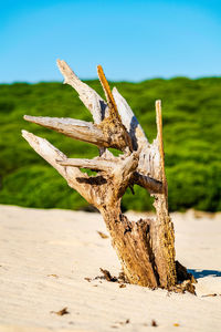 A weathered tree trunk standing out of the sand dunes in bolonia, spain