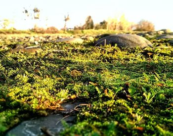 Plant growing on field