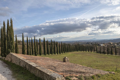 Panoramic shot of plants on land against sky