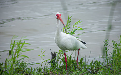 View of bird in lake