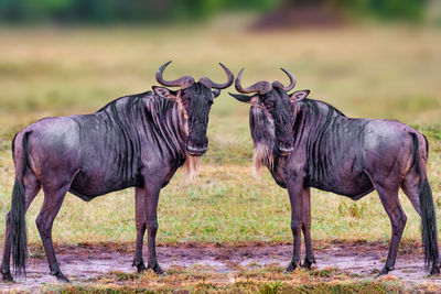 Wildebeest standing in a field