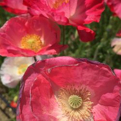 Close-up of pink flowers