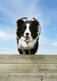 Close-up of dog on wooden wall