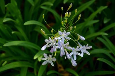 Close-up of white flowering plant