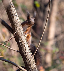 View of squirrel on tree