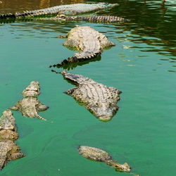 High angle view of rock in lake