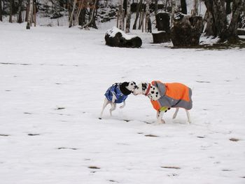 Dog on field during winter