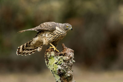 Close-up of bird perching on wood